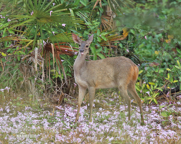 Graumazama (Mazama gouazoubira)