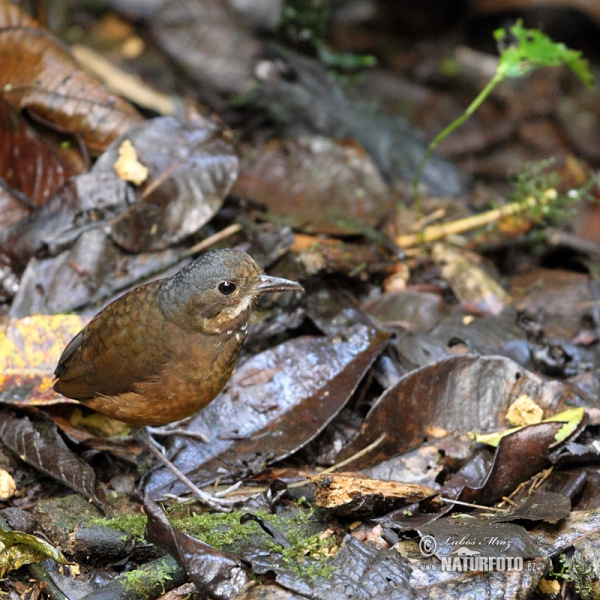 Grauscheitel-Ameisenpitta (Grallaria alleni)