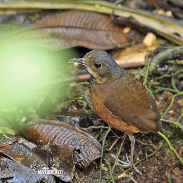 Grauscheitel-Ameisenpitta (Grallaria alleni)