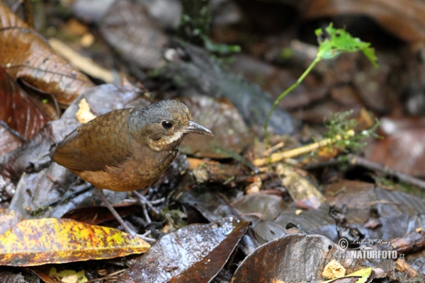 Grauscheitel-Ameisenpitta (Grallaria alleni)