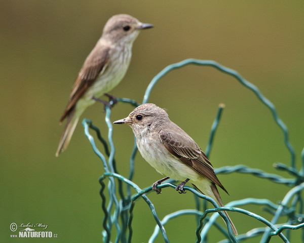 Grauschnäpper (Muscicapa striata)