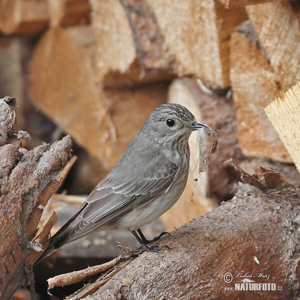 Grauschnäpper (Muscicapa striata)