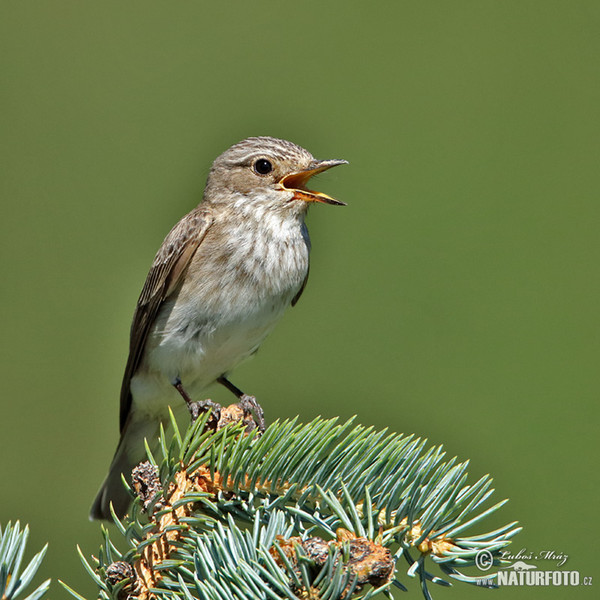 Grauschnäpper (Muscicapa striata)