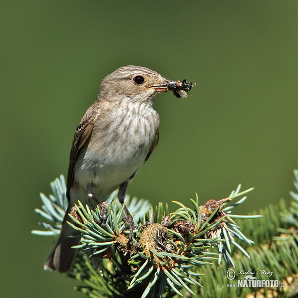 Grauschnäpper (Muscicapa striata)