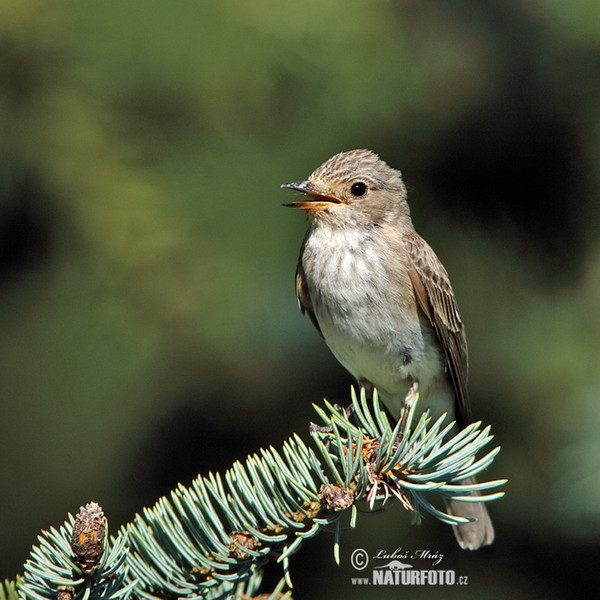 Grauschnäpper (Muscicapa striata)