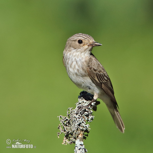 Grauschnäpper (Muscicapa striata)