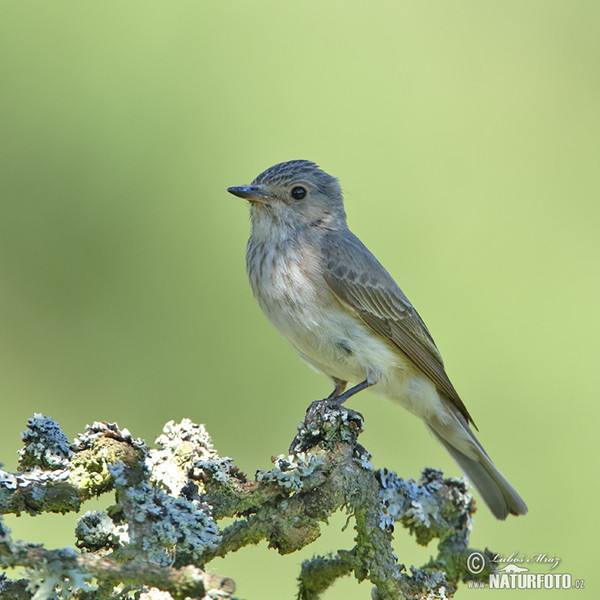 Grauschnäpper (Muscicapa striata)