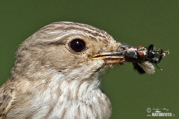 Grauschnäpper (Muscicapa striata)