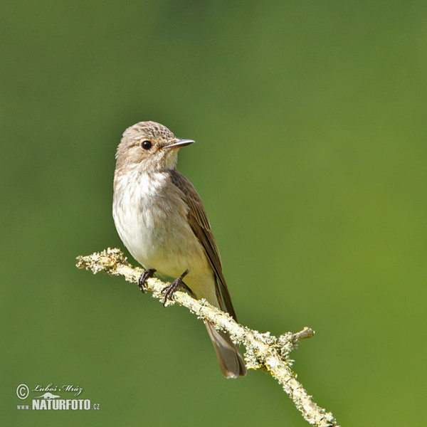 Grauschnäpper (Muscicapa striata)