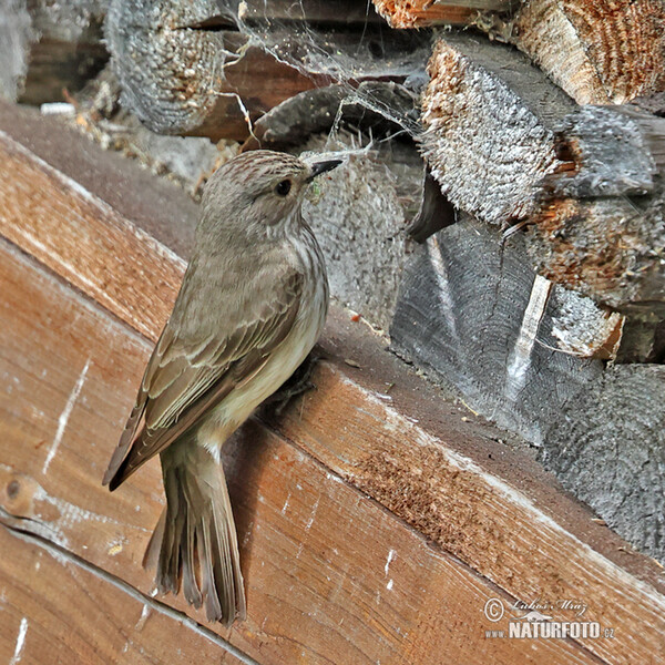 Grauschnäpper (Muscicapa striata)