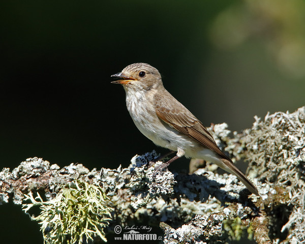 Grauschnäpper (Muscicapa striata)