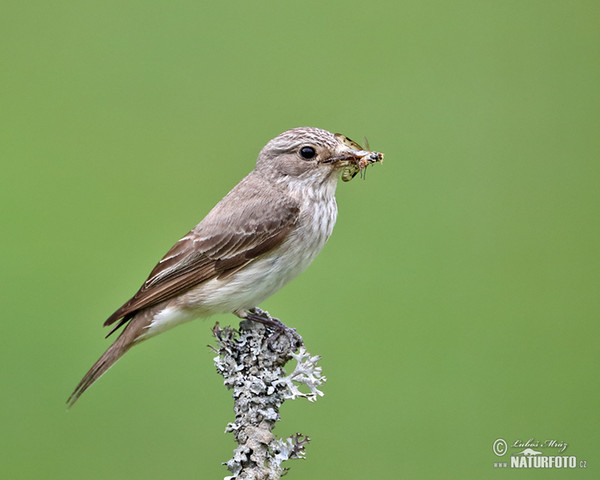 Grauschnäpper (Muscicapa striata)