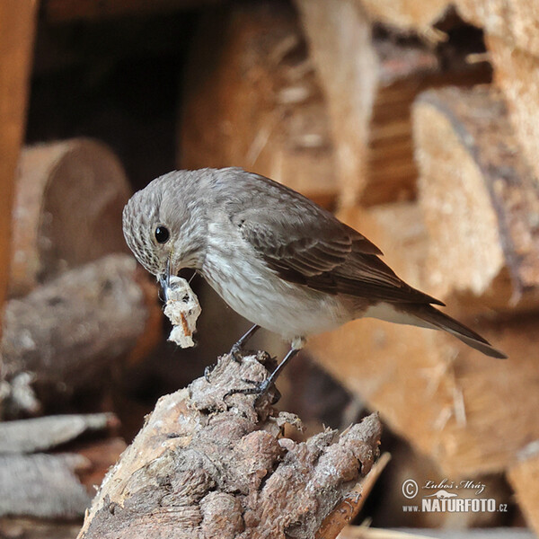 Grauschnäpper (Muscicapa striata)