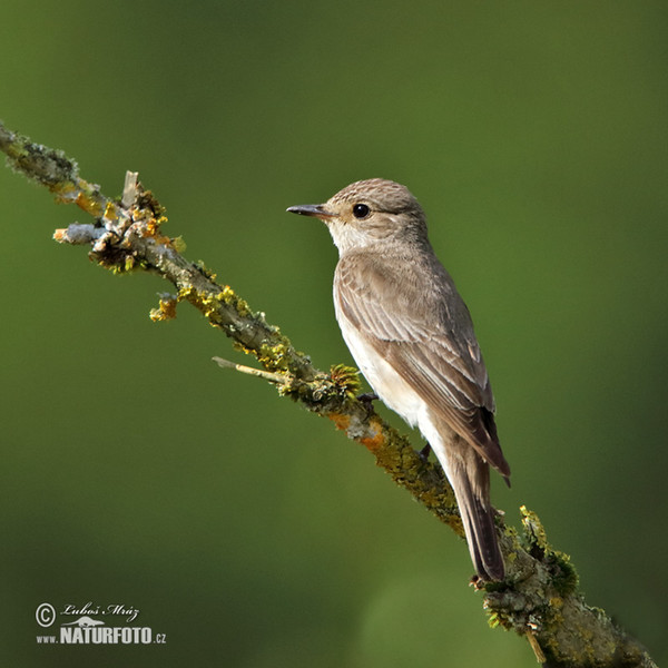 Grauschnäpper (Muscicapa striata)