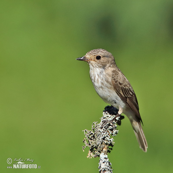 Grauschnäpper (Muscicapa striata)