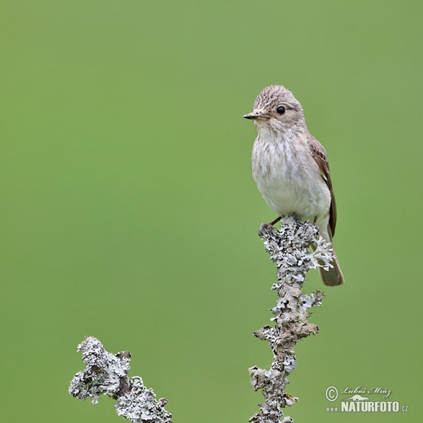 Grauschnäpper (Muscicapa striata)