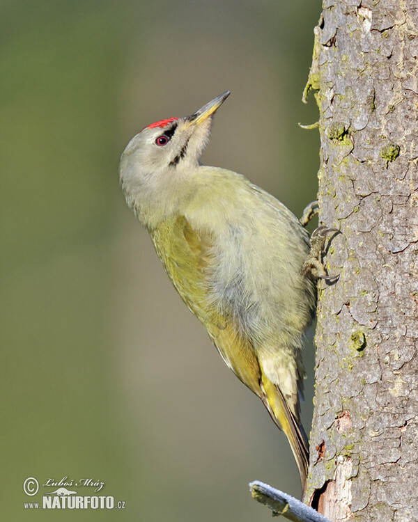 Grauspecht (Picus canus)