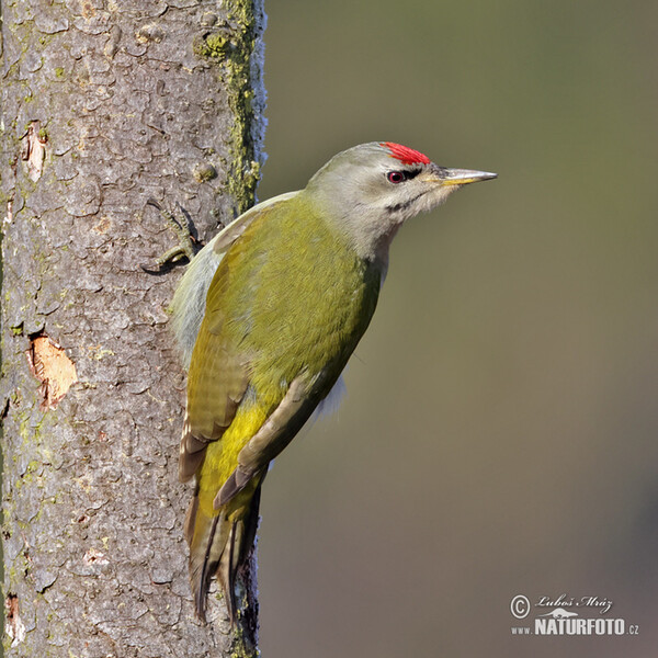 Grauspecht (Picus canus)