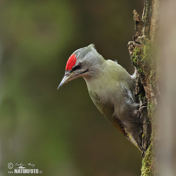 Grauspecht (Picus canus)