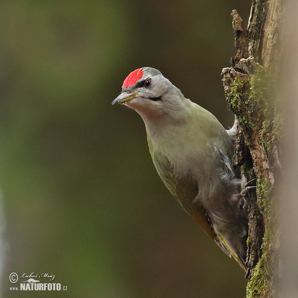 Grauspecht (Picus canus)