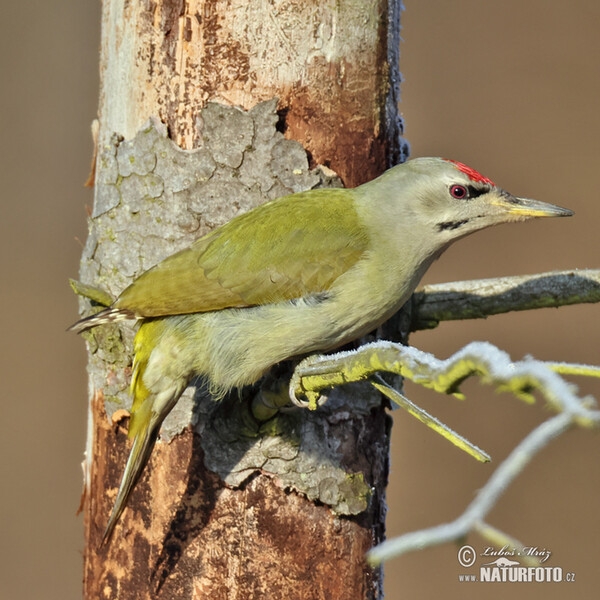 Grauspecht (Picus canus)