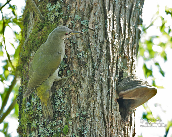 Grauspecht (Picus canus)