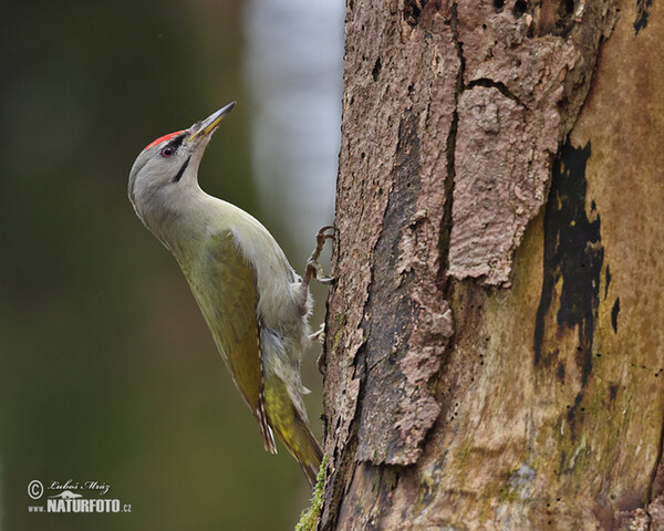 Grauspecht (Picus canus)