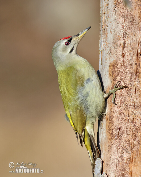 Grauspecht (Picus canus)