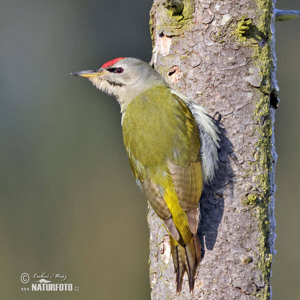 Grauspecht (Picus canus)