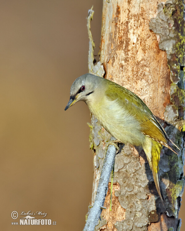 Grauspecht (Picus canus)