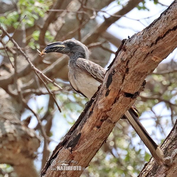 Grautoko (Tockus nasatus)