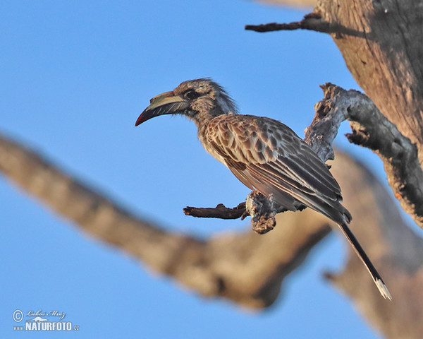 Grautoko (Tockus nasatus)