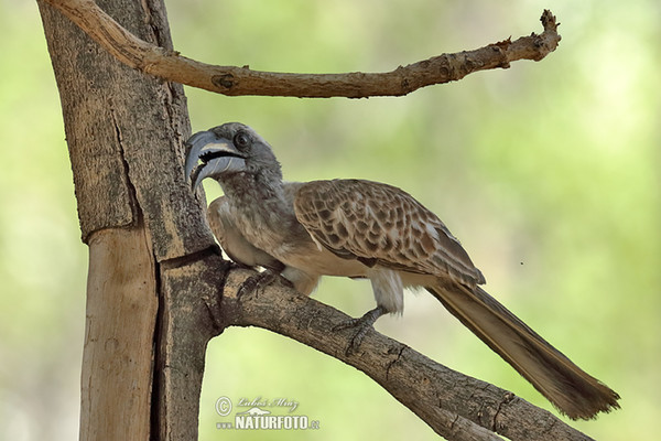 Grautoko (Tockus nasatus)