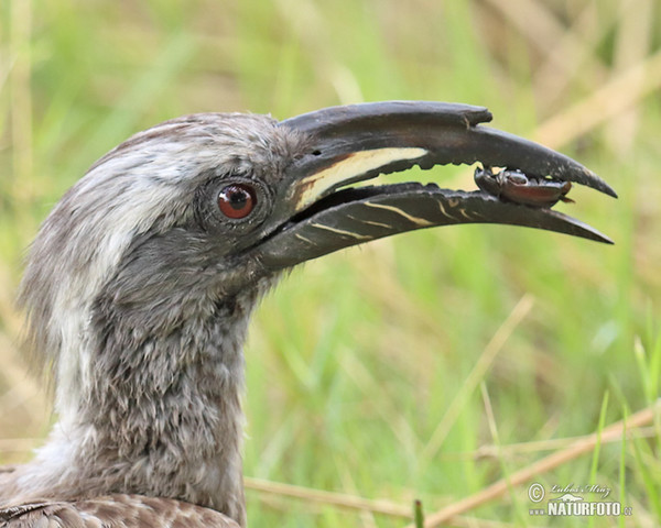 Grautoko (Tockus nasatus)