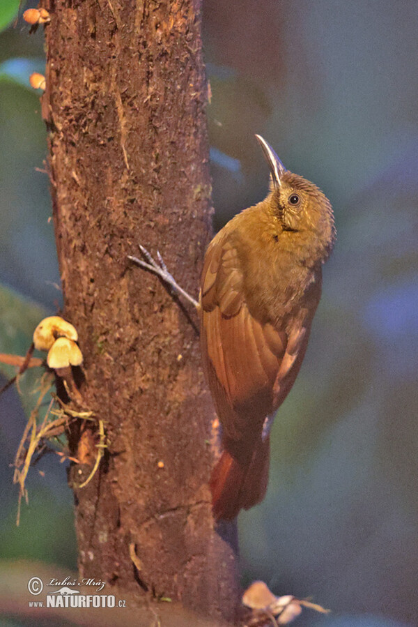 Grauwangen-.Baumsteiger (Dendrocincla fuliginosa)