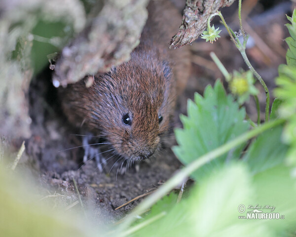 Große Wühlmaus, Schermaus (Arvicola amphibius)