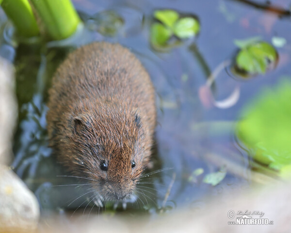 Große Wühlmaus, Schermaus (Arvicola amphibius)