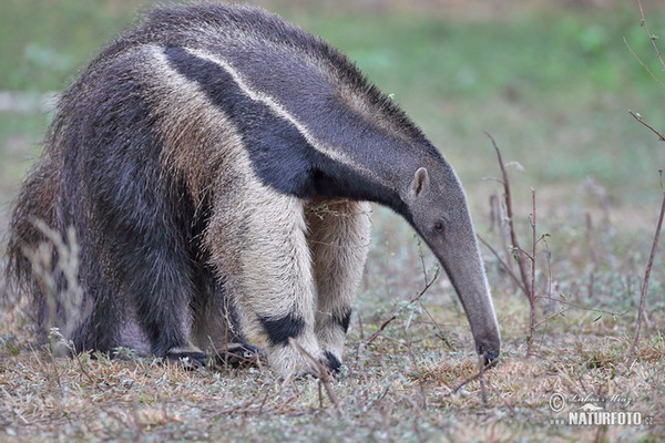 Großer Ameisenbär (Myrmecophaga tridactyla)