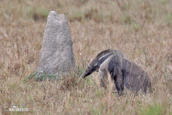 Großer Ameisenbär (Myrmecophaga tridactyla)