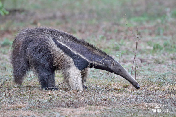 Großer Ameisenbär (Myrmecophaga tridactyla)