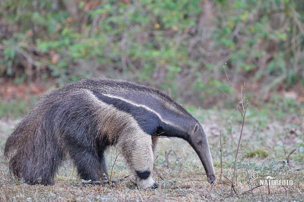 Großer Ameisenbär (Myrmecophaga tridactyla)