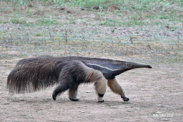 Großer Ameisenbär (Myrmecophaga tridactyla)