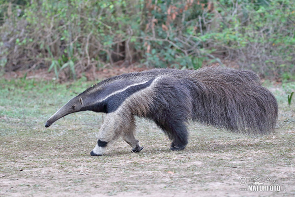 Großer Ameisenbär (Myrmecophaga tridactyla)