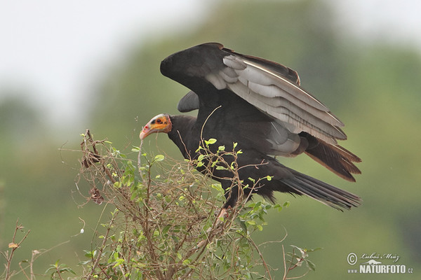 Großer Gelbkopfgeler (Cathartes melambrotus)