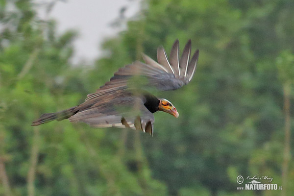 Großer Gelbkopfgeler (Cathartes melambrotus)