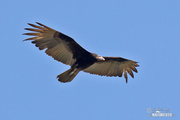 Großer Gelbkopfgeler (Cathartes melambrotus)