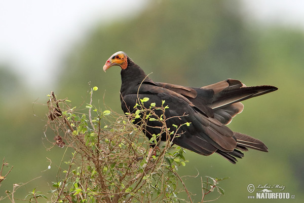 Großer Gelbkopfgeler (Cathartes melambrotus)