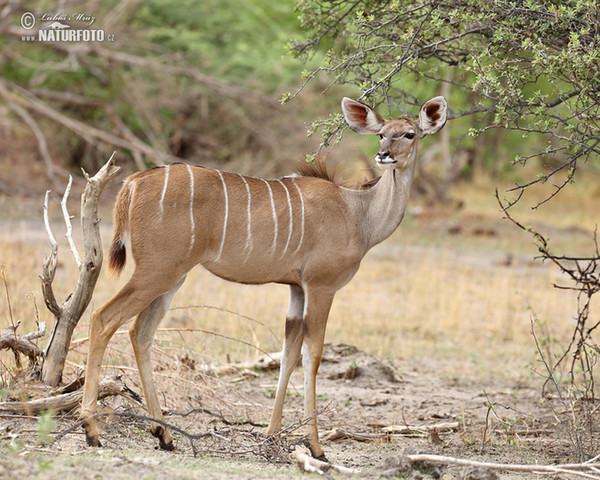 Grosser Kudu (Tragelaphus strepsiceros)