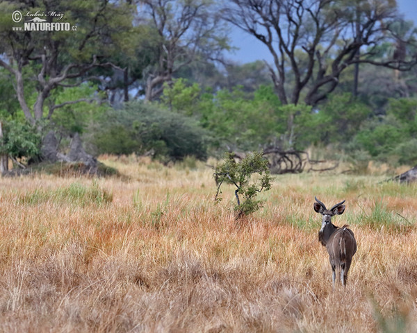 Grosser Kudu (Tragelaphus strepsiceros)