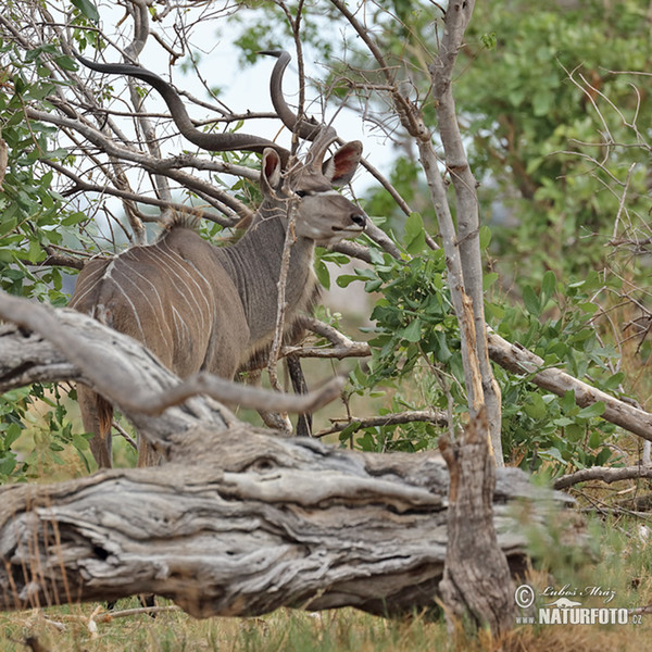 Grosser Kudu (Tragelaphus strepsiceros)